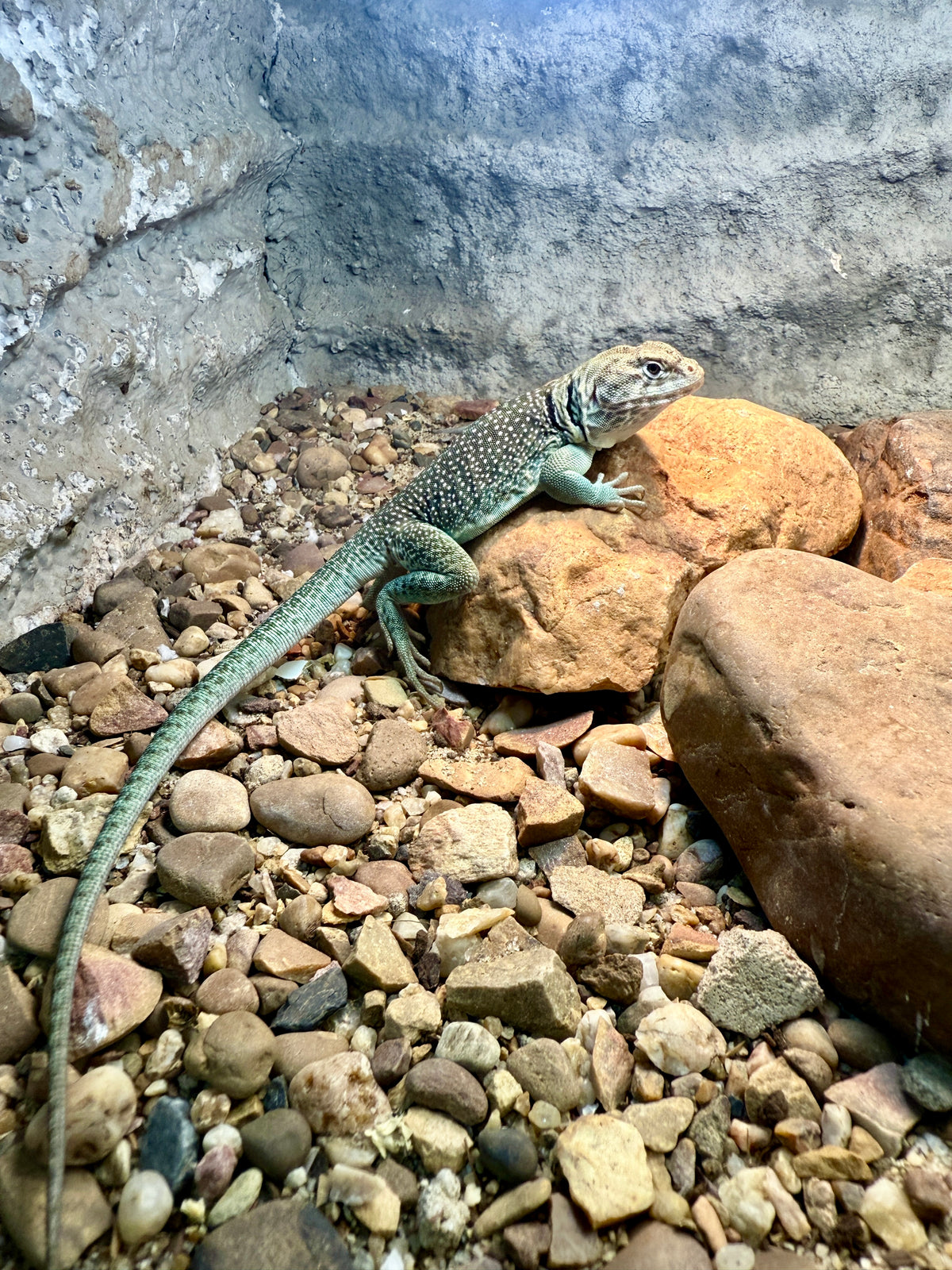Lagarto Collar | Crotaphytus collaris