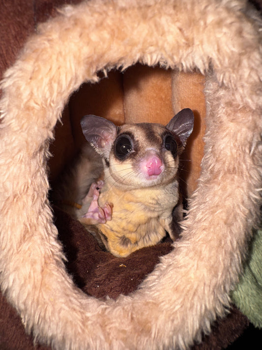 Petauro del Azúcar Ancestral | Petaurus breviceps