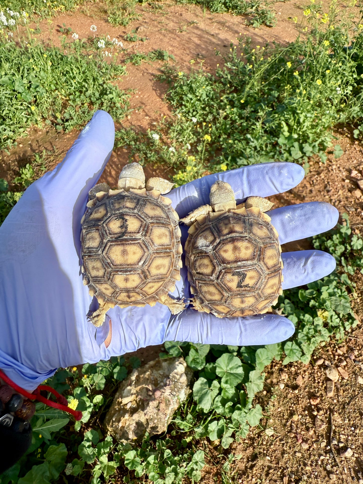 Tortuga Sulcata | Centrochelys sulcata