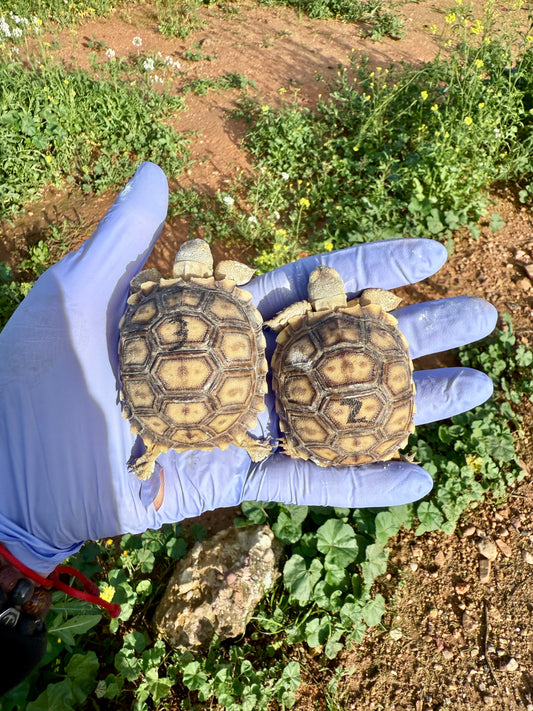 Tortuga Sulcata | Centrochelys sulcata