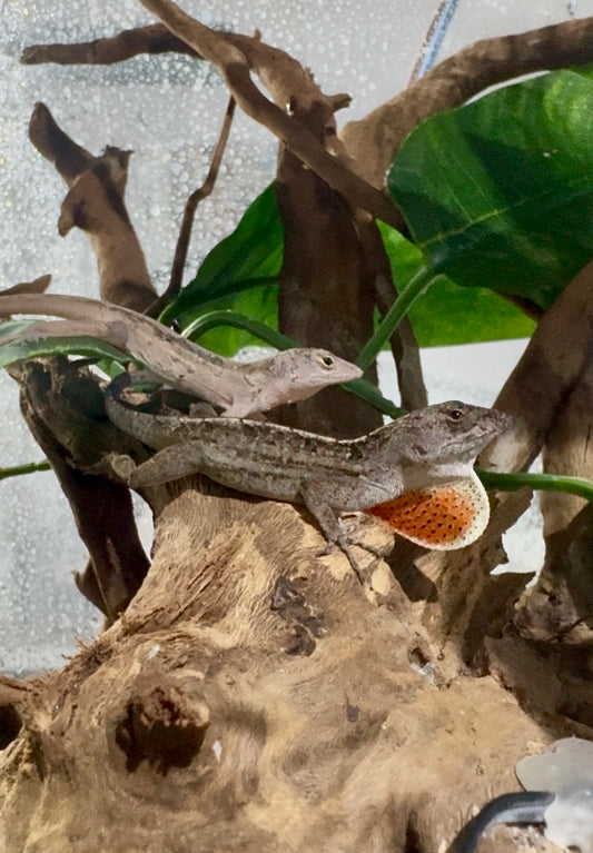 Anolis Pardo | Anolis sagrei Red x Brown