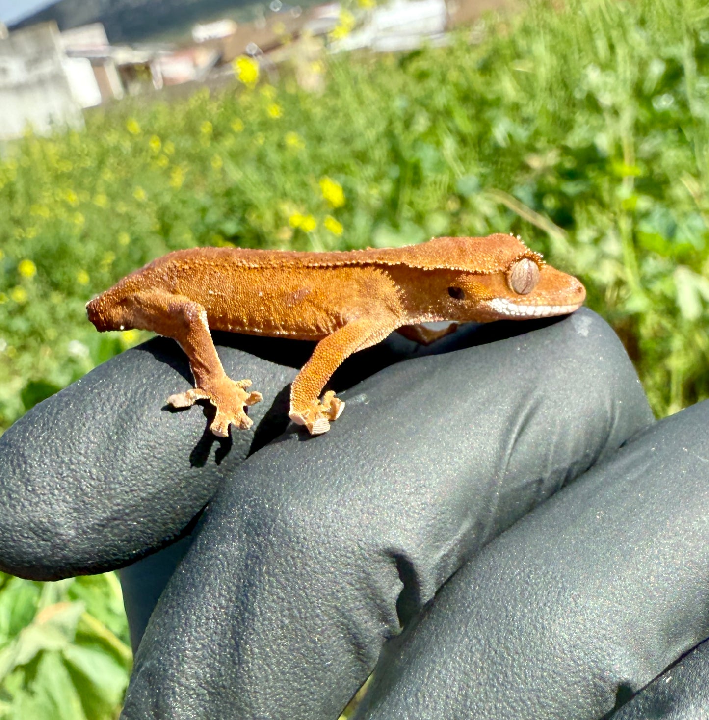 Gecko Crestado | Correlophus ciliatus