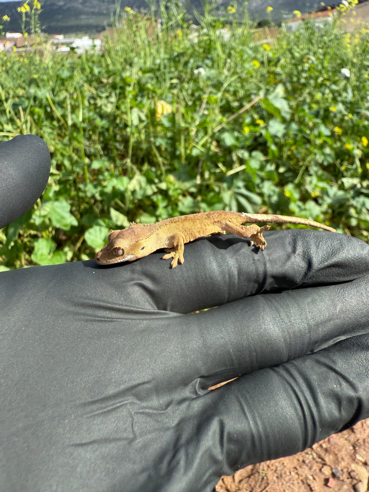 Gecko Crestado | Correlophus ciliatus
