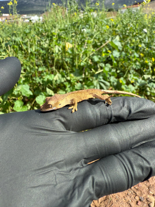 Gecko Crestado | Correlophus ciliatus