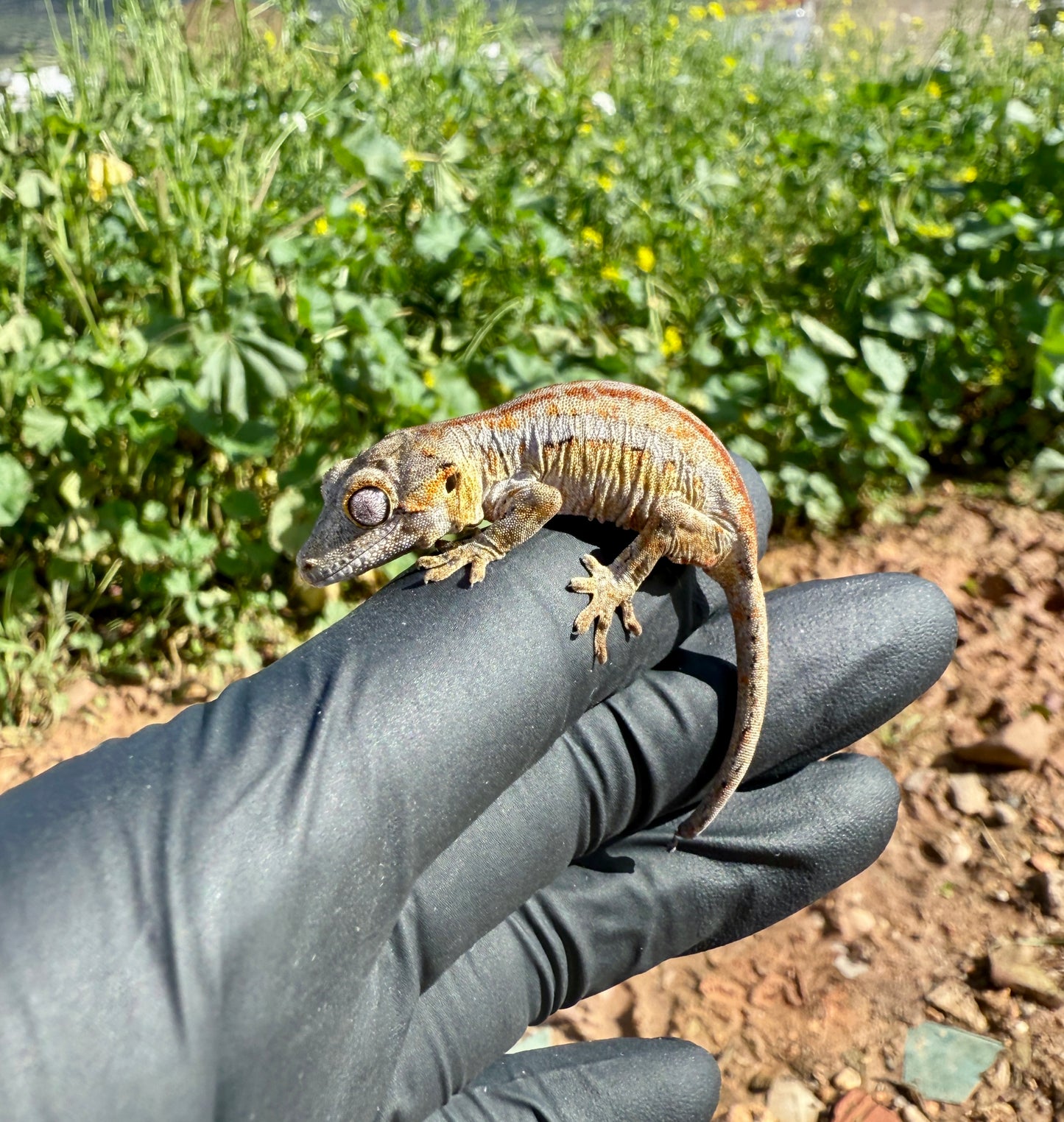 Gecko Gárgola | Rhacodactylus auriculatus