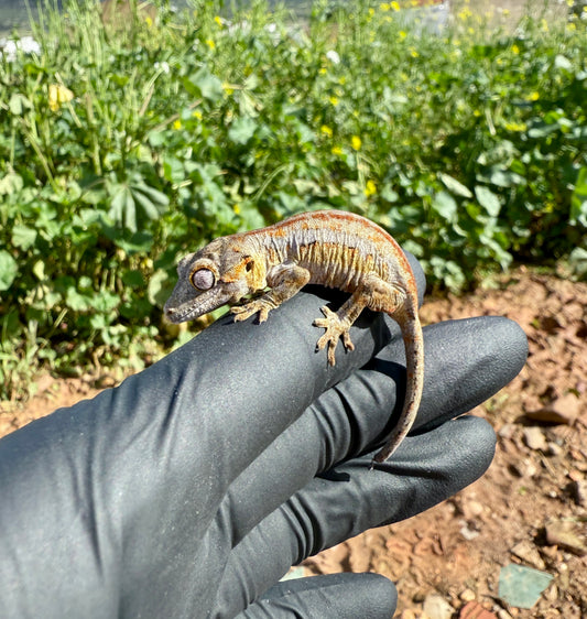 Gecko Gárgola | Rhacodactylus auriculatus