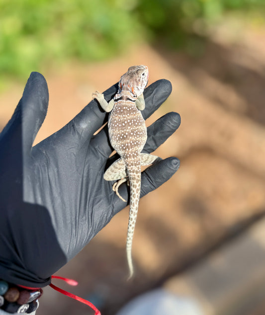 Lagarto Collar | Crotaphytus collaris