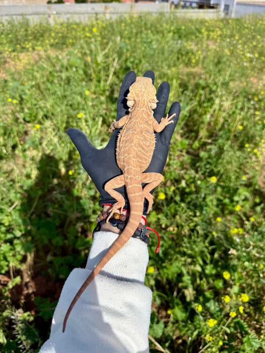 Dragón Barbudo Orange Factor macho | Pogona vitticeps