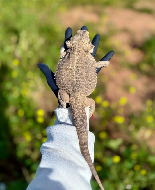 Dragón Barbudo Nominal Het Zero hembra | Pogona vitticeps