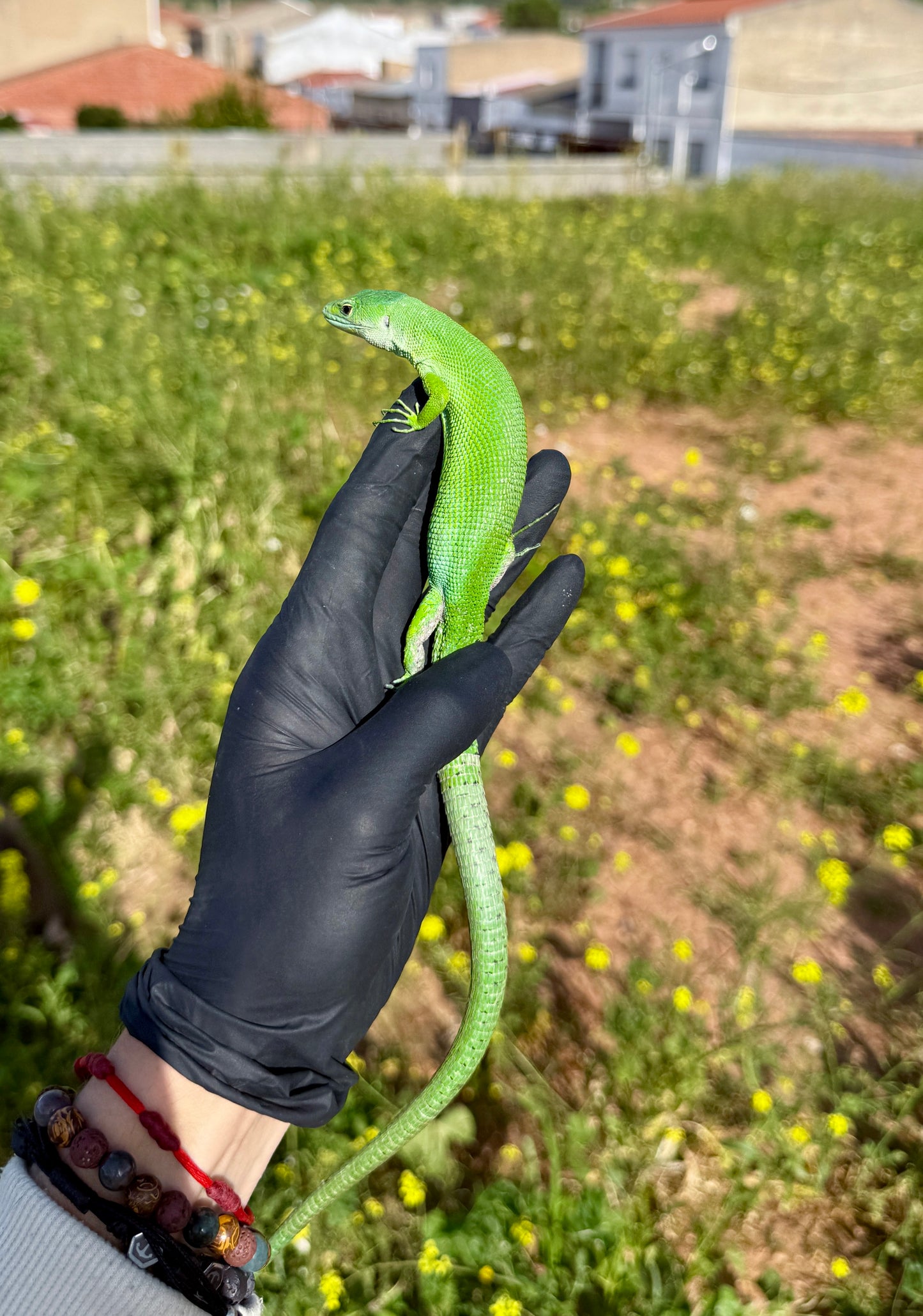 Lagarto Verde de Tanzania | Gastropholis prasina