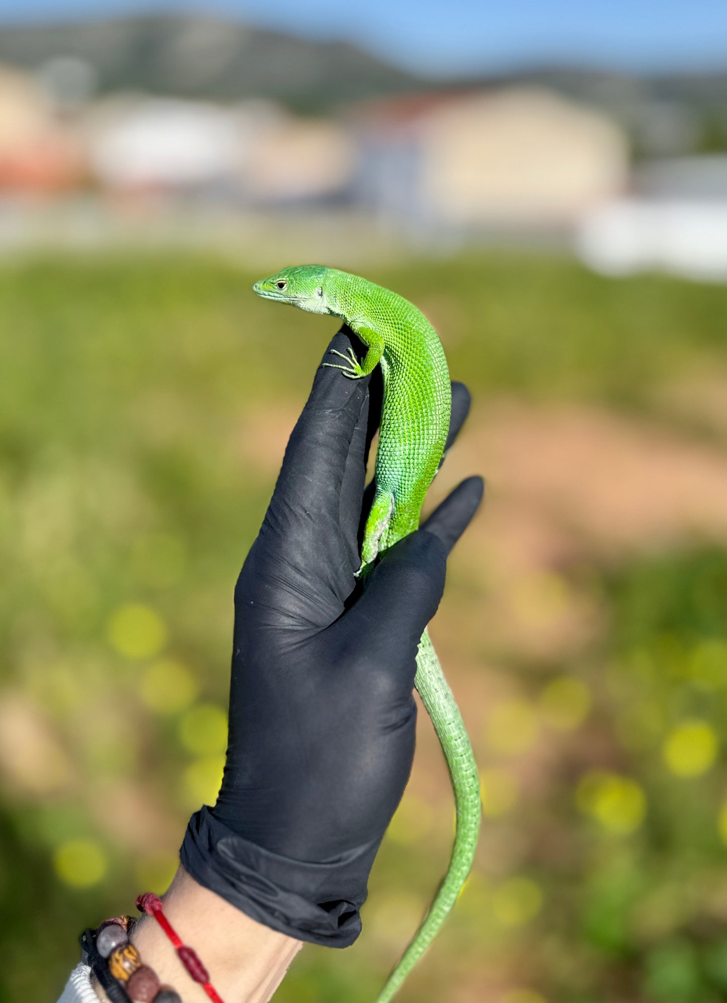 Lagarto Verde de Tanzania | Gastropholis prasina