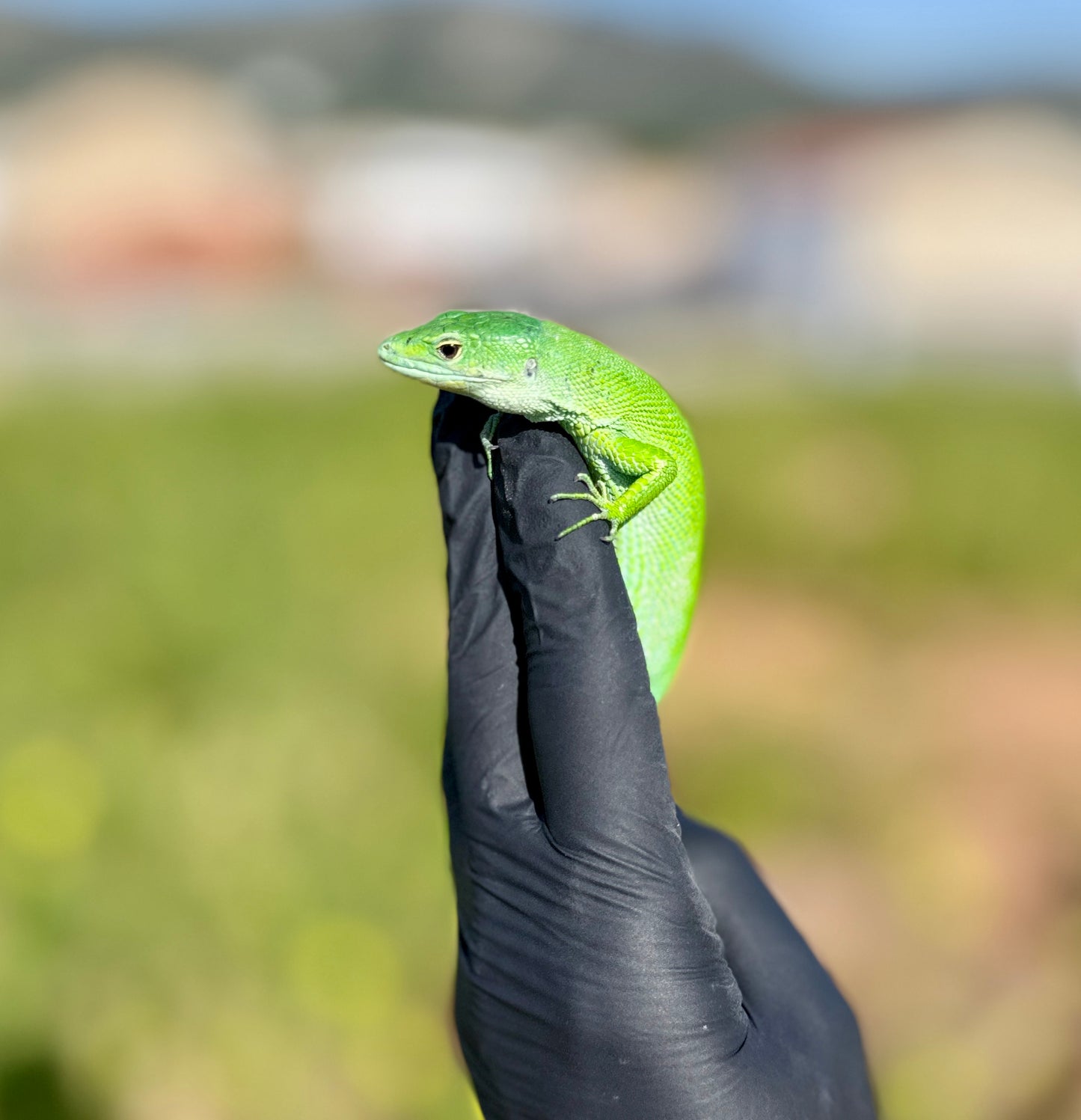 Lagarto Verde de Tanzania | Gastropholis prasina