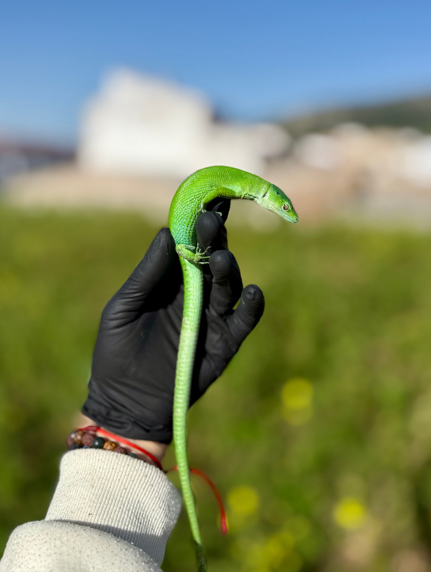 Lagarto Verde de Tanzania | Gastropholis prasina