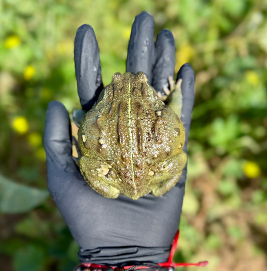 Rana Toro Africana | Pyxicephalus adspersus