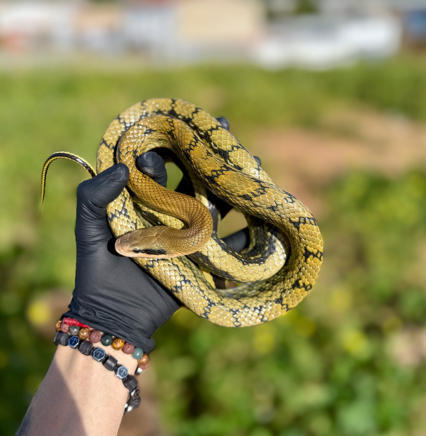 Serpiente de Belleza de Taiwán | Elaphe taeniura