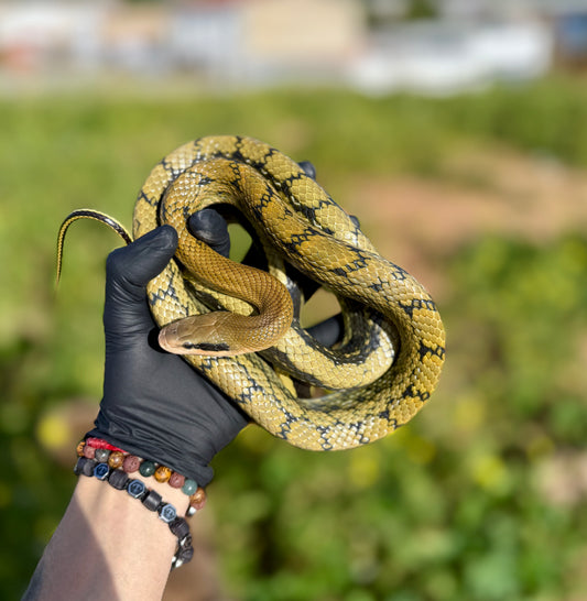 Serpiente de Belleza de Taiwán | Elaphe taeniura