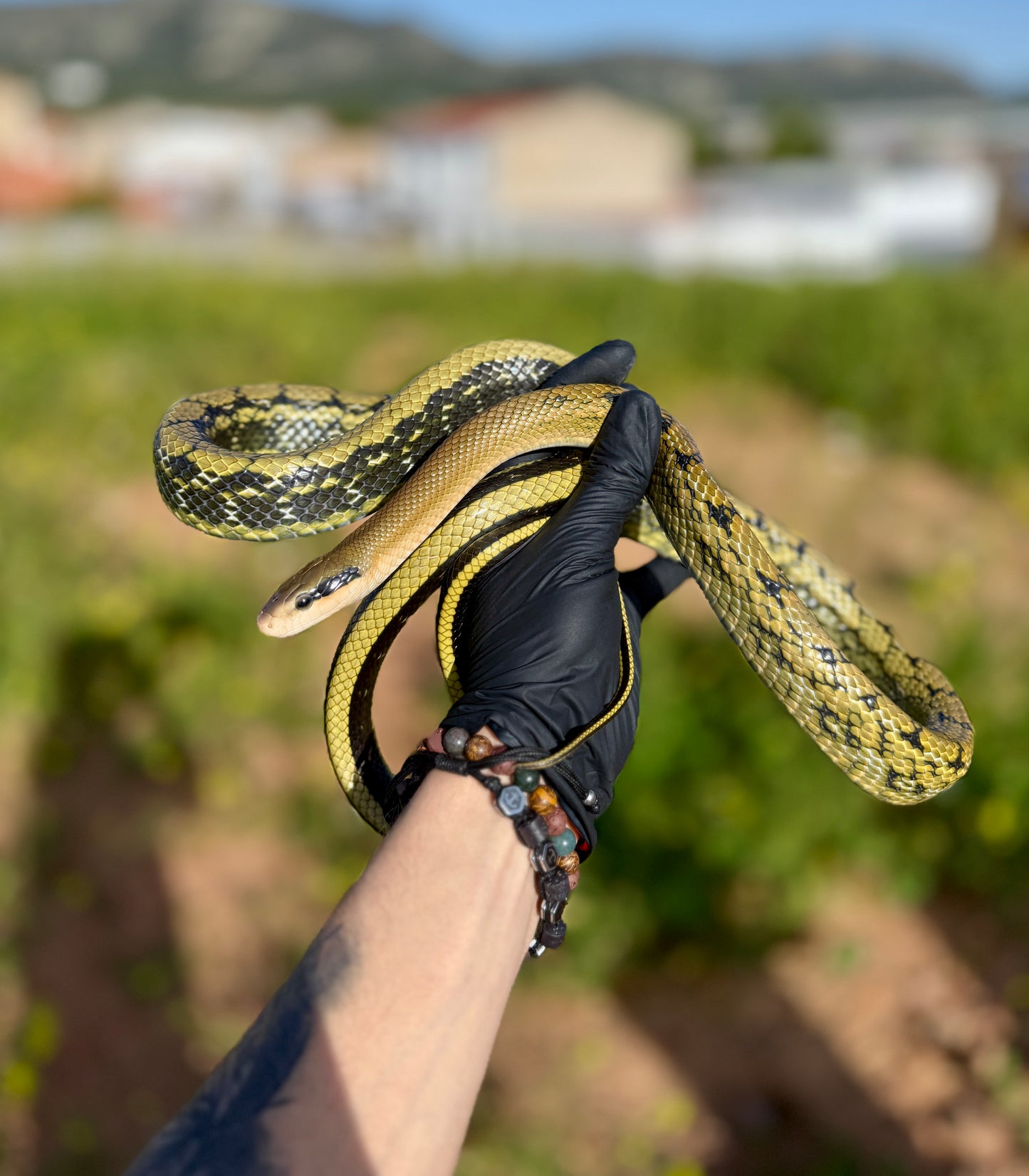 Serpiente de Belleza de Taiwán | Elaphe taeniura
