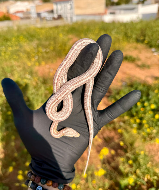 Serpiente del Maíz Cinder Anery Tessera | Pantherophis guttatus