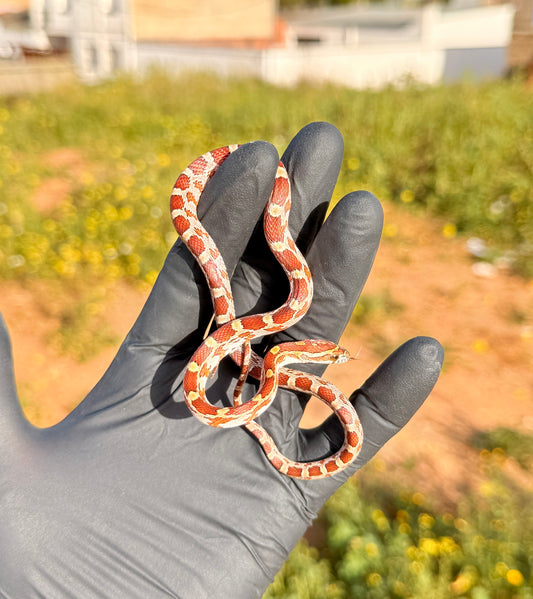 Serpiente del Maíz jóvenes | Pantherophis guttatus