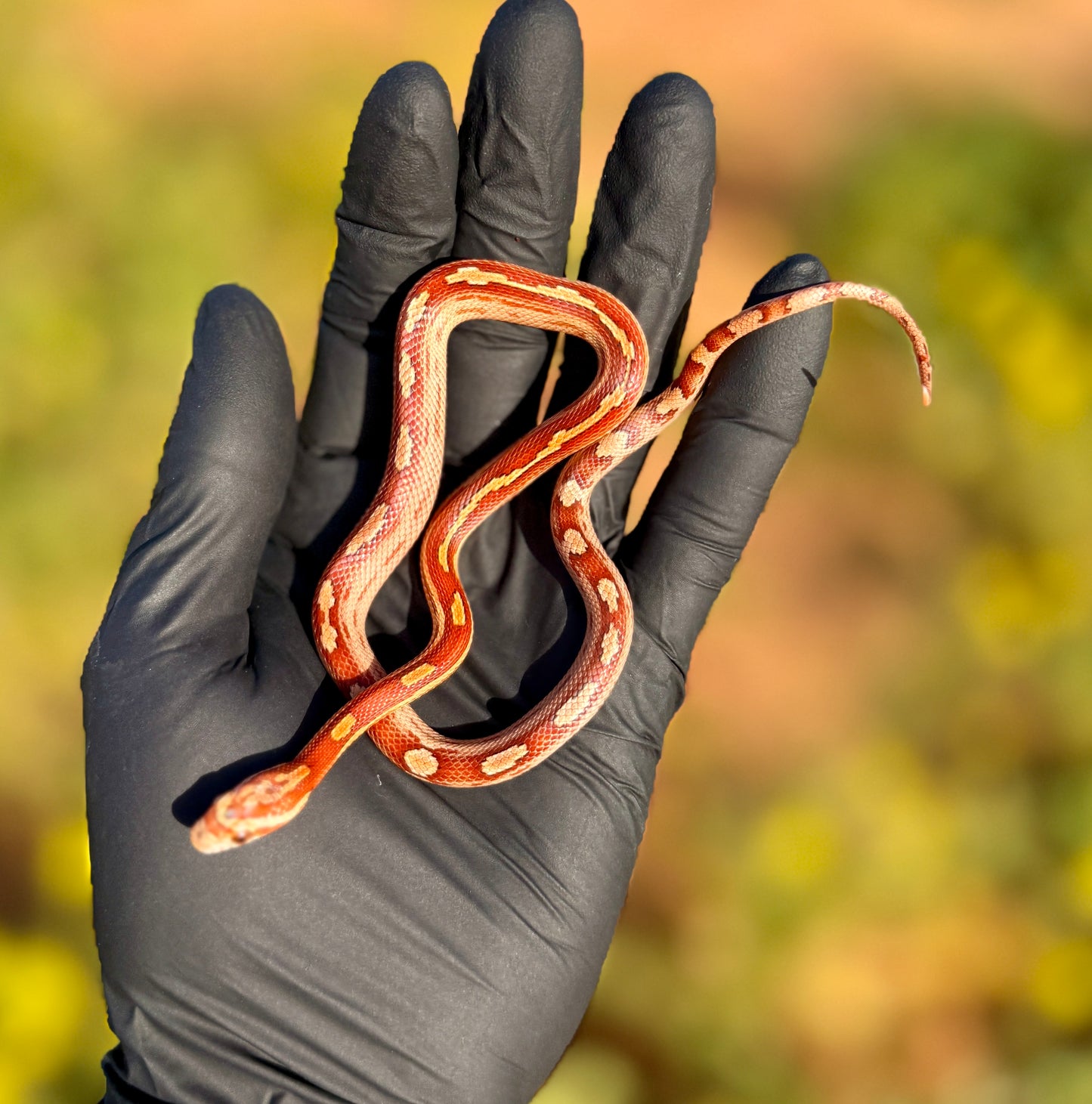 Serpiente del Maíz jóvenes | Pantherophis guttatus