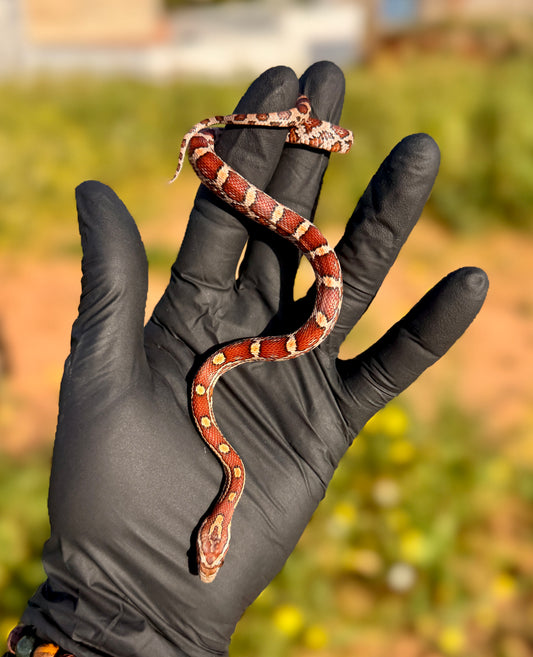 Serpiente del Maíz jóvenes | Pantherophis guttatus