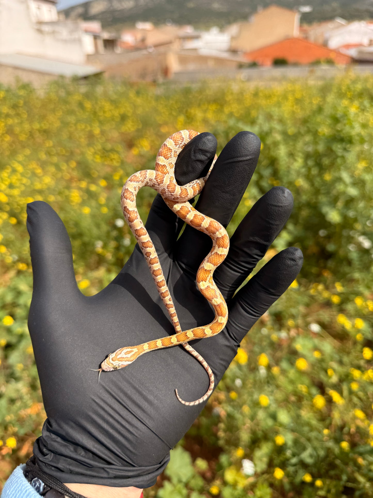 Serpiente del Maíz jóvenes | Pantherophis guttatus