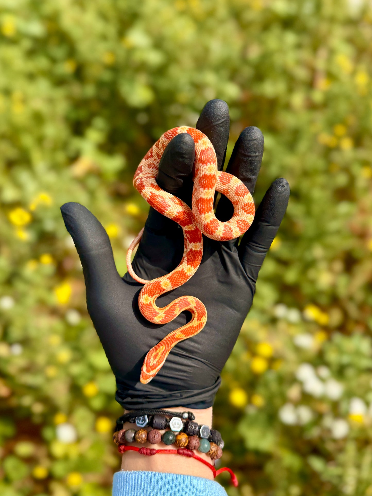 Serpiente del Maíz Amel Het Anery | Pantherophis guttatus