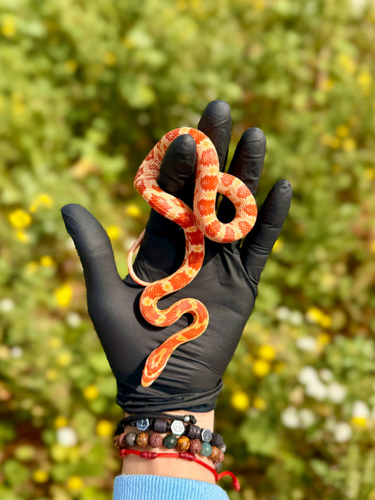 Serpiente del Maíz Amel Het Anery | Pantherophis guttatus