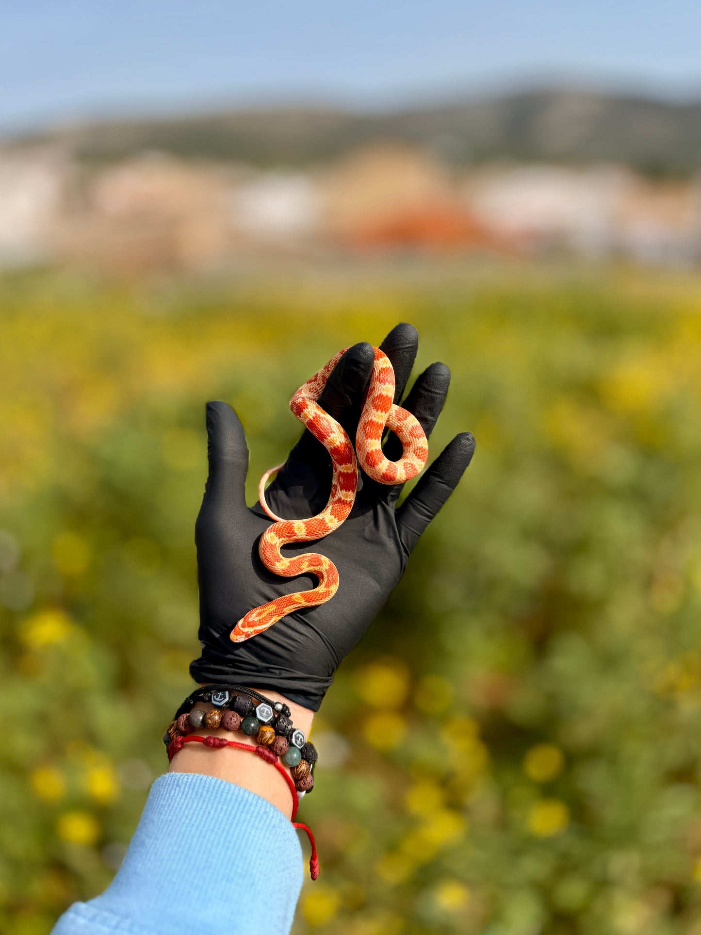Serpiente del Maíz Amel Het Anery | Pantherophis guttatus