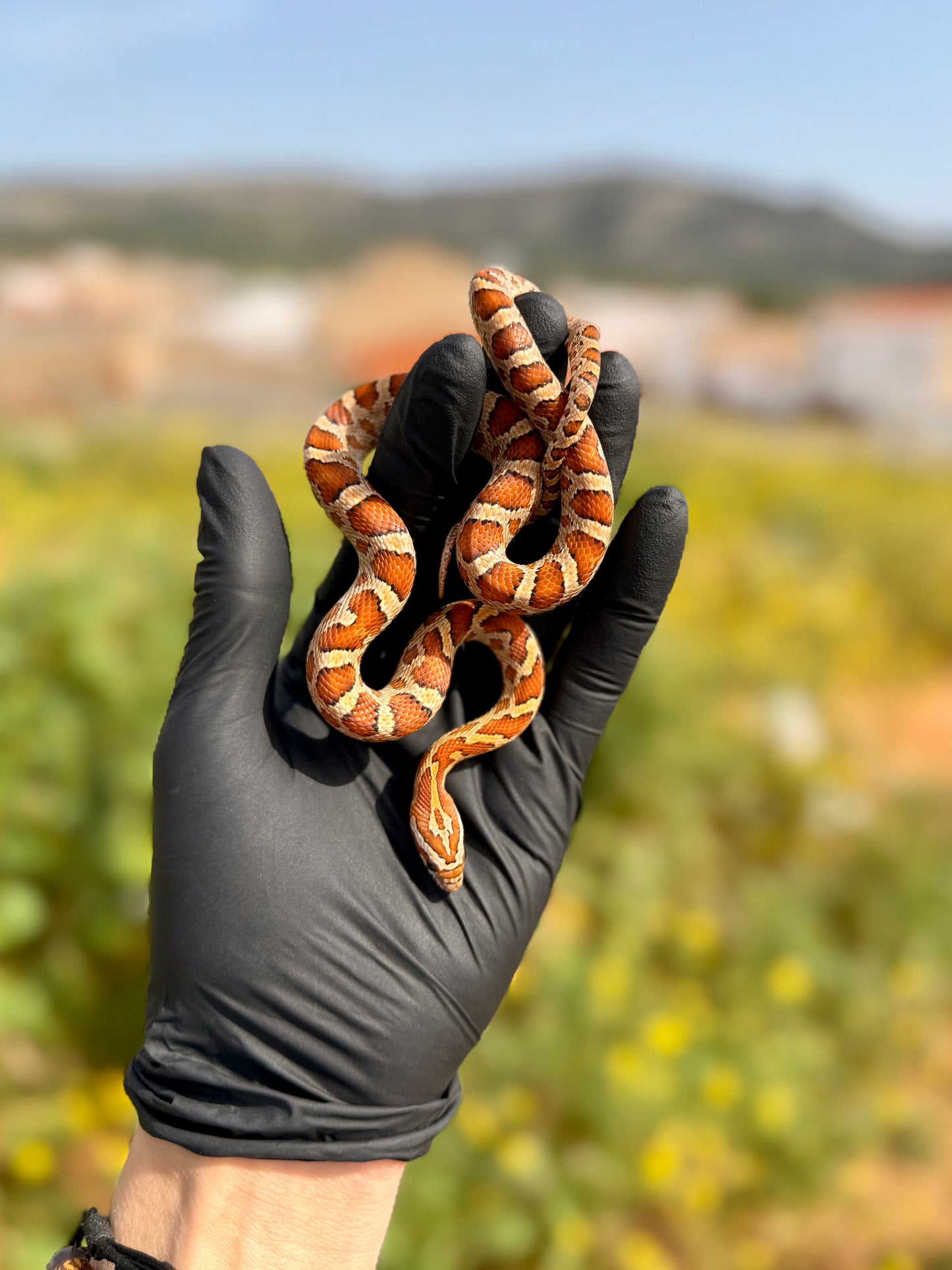 Serpiente del Maíz Okkete Het Scaleless | Pantherophis guttatus