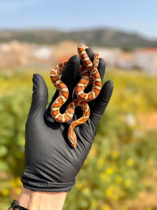 Serpiente del Maíz Okkete Het Scaleless | Pantherophis guttatus