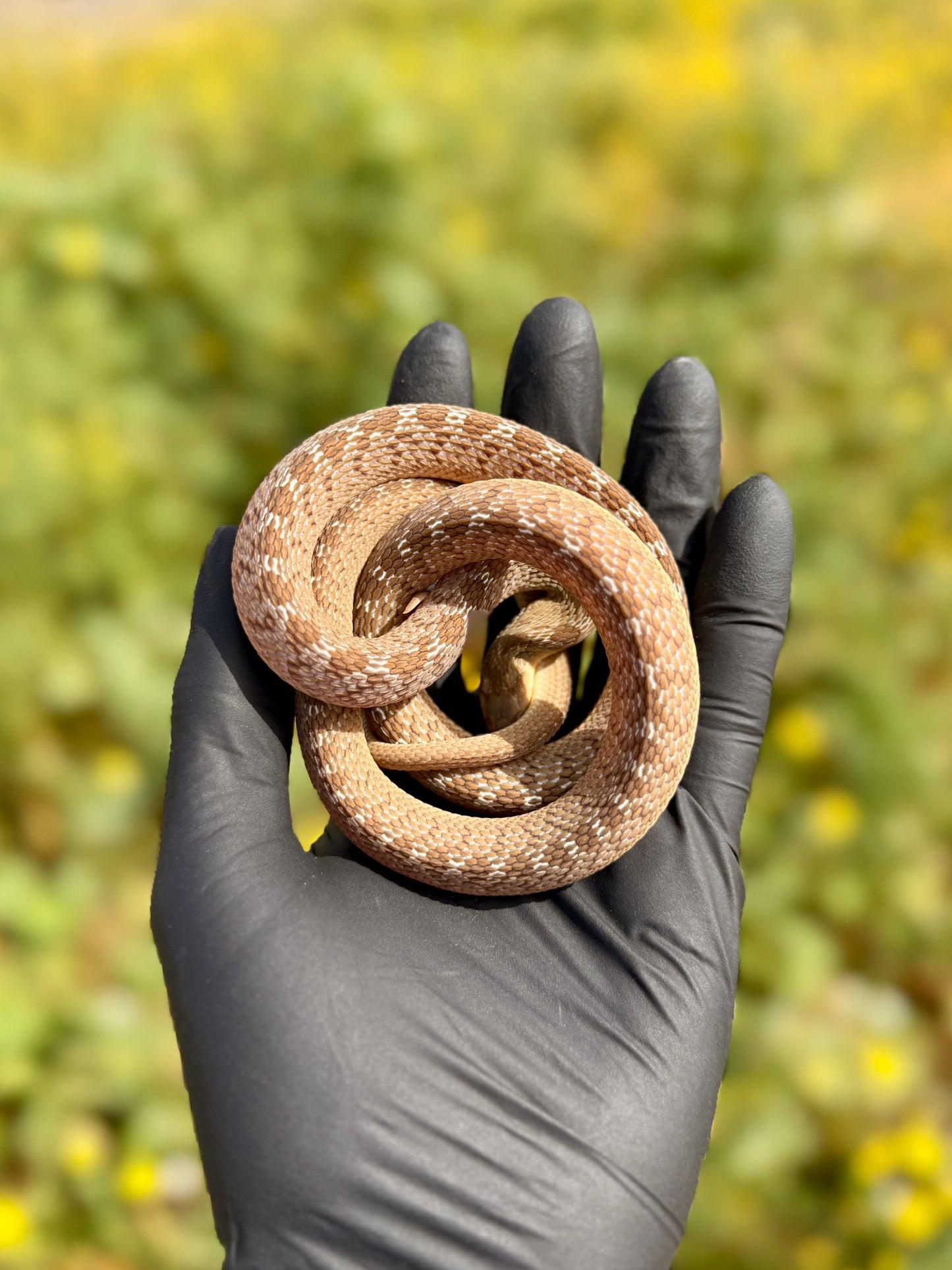 Serpiente Comedora de Huevos | Dasypeltis scabra