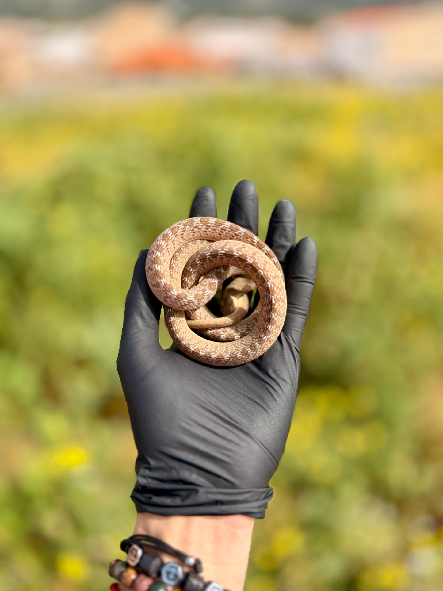 Serpiente Comedora de Huevos | Dasypeltis scabra
