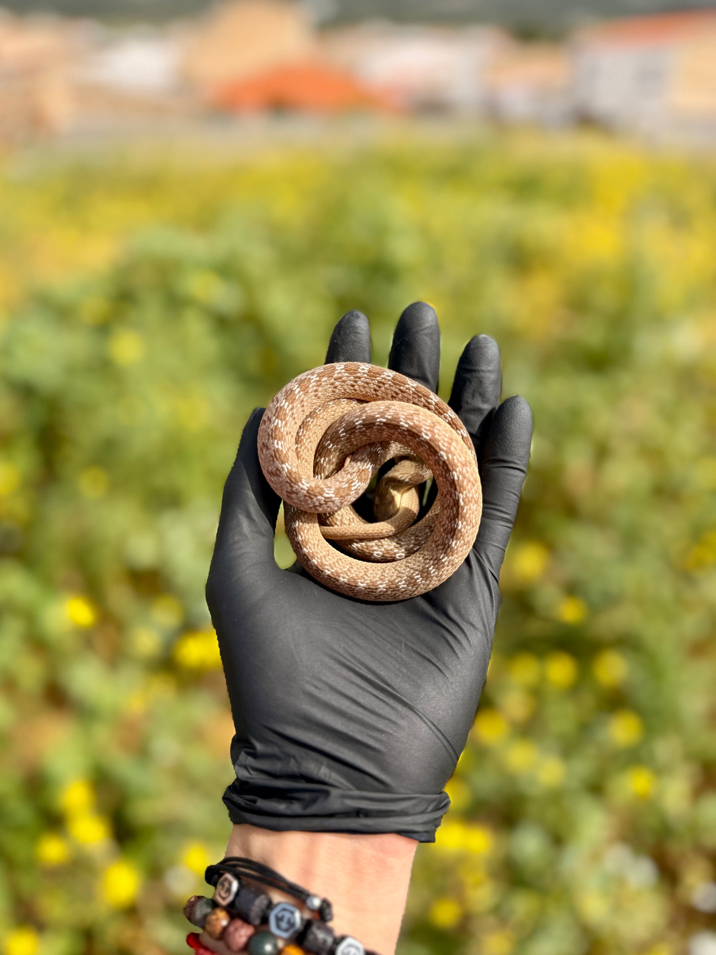 Serpiente Comedora de Huevos | Dasypeltis scabra
