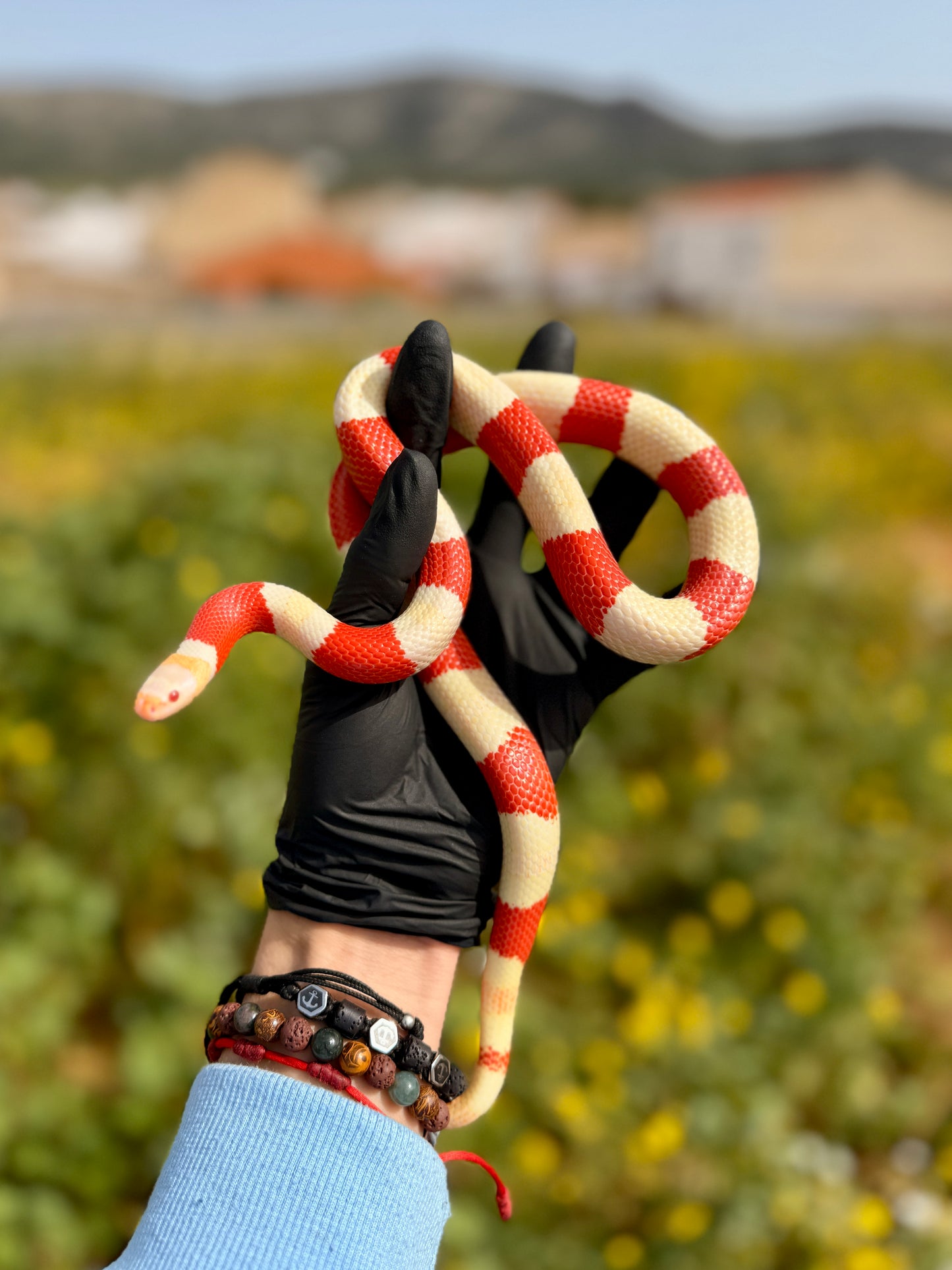 Serpiente Leche de Nelson Albina | Lampropeltis triangulum nelsoni