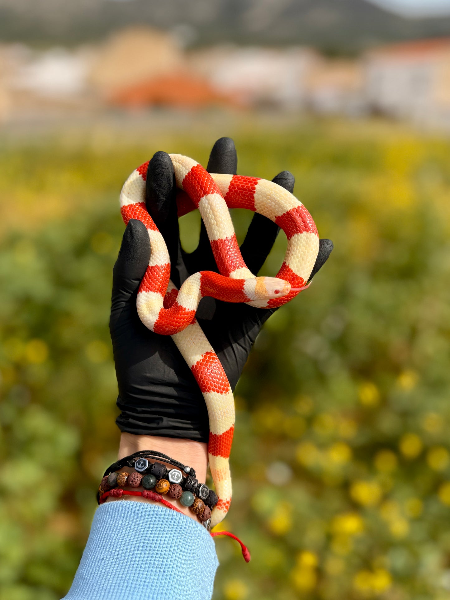 Serpiente Leche de Nelson Albina | Lampropeltis triangulum nelsoni