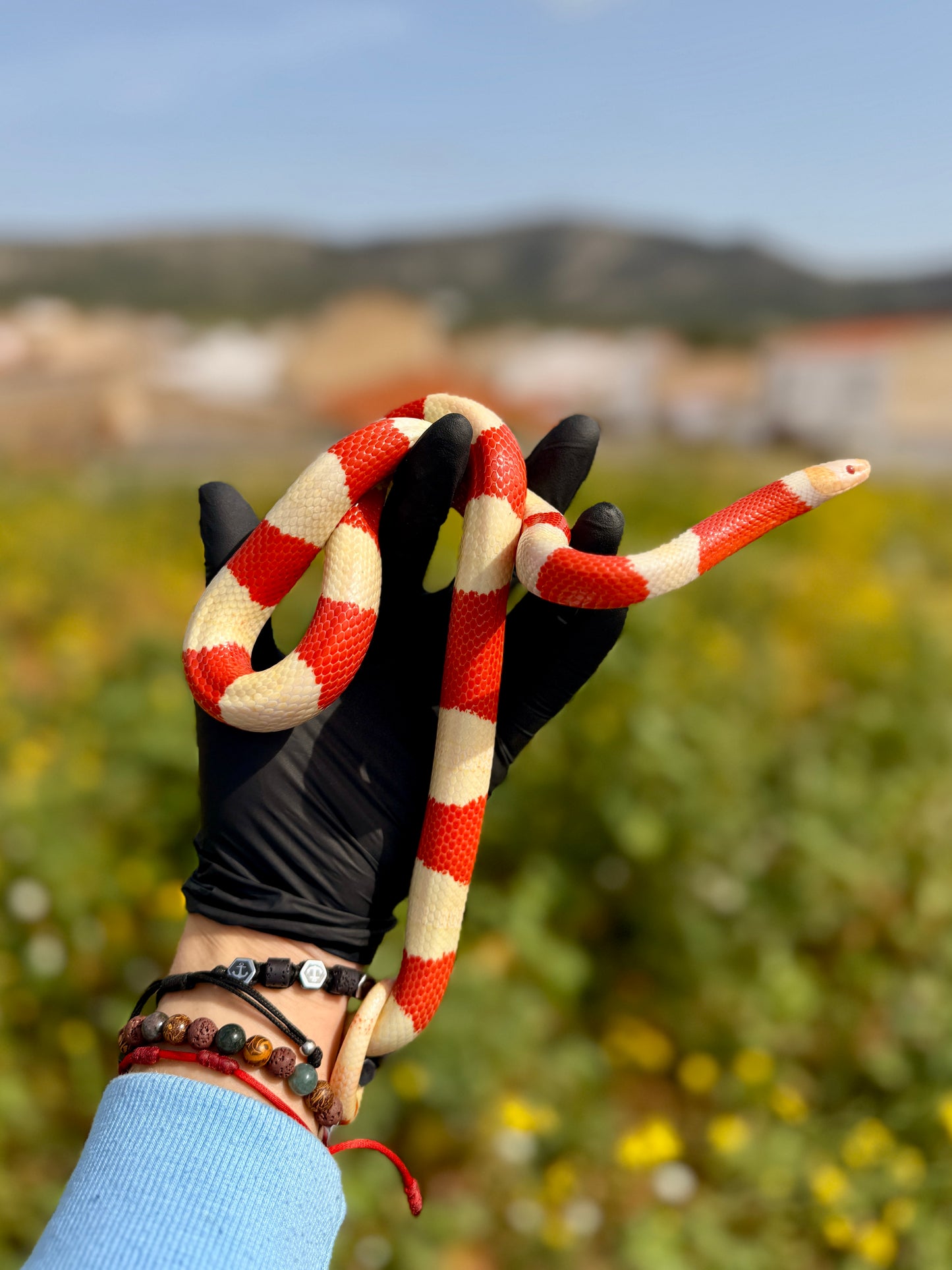 Serpiente Leche de Nelson Albina | Lampropeltis triangulum nelsoni