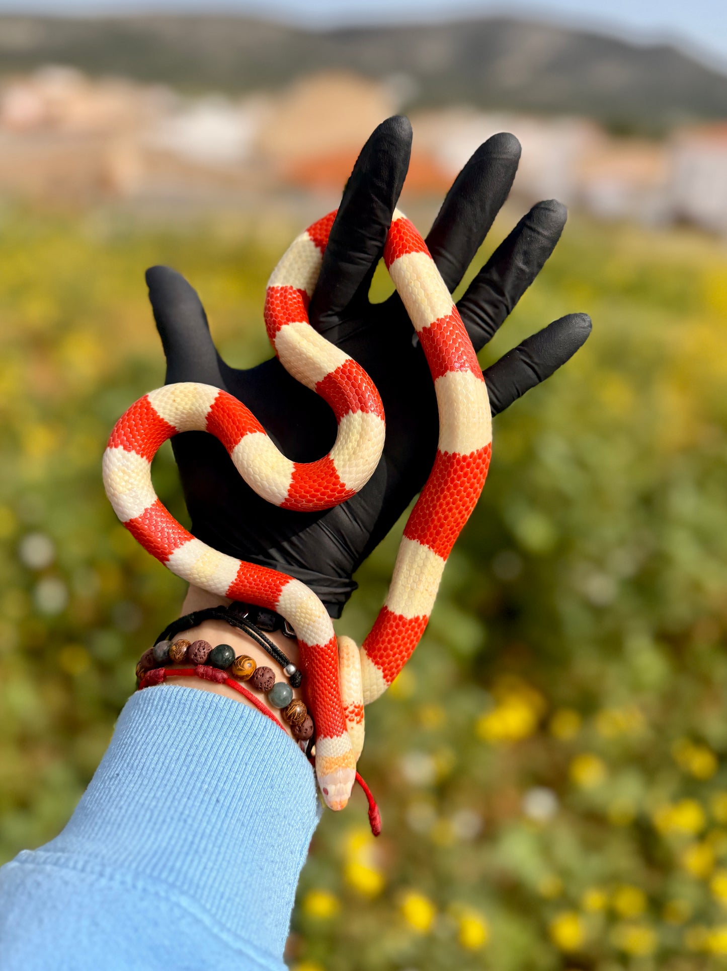 Serpiente Leche de Nelson Albina | Lampropeltis triangulum nelsoni