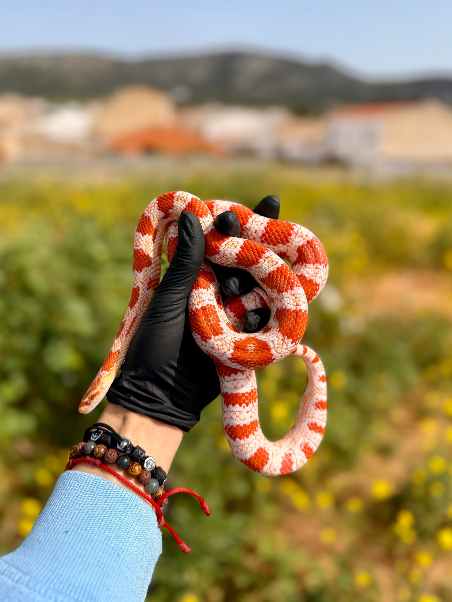 Serpiente del Maíz Candy Cane | Pantherophis guttatus