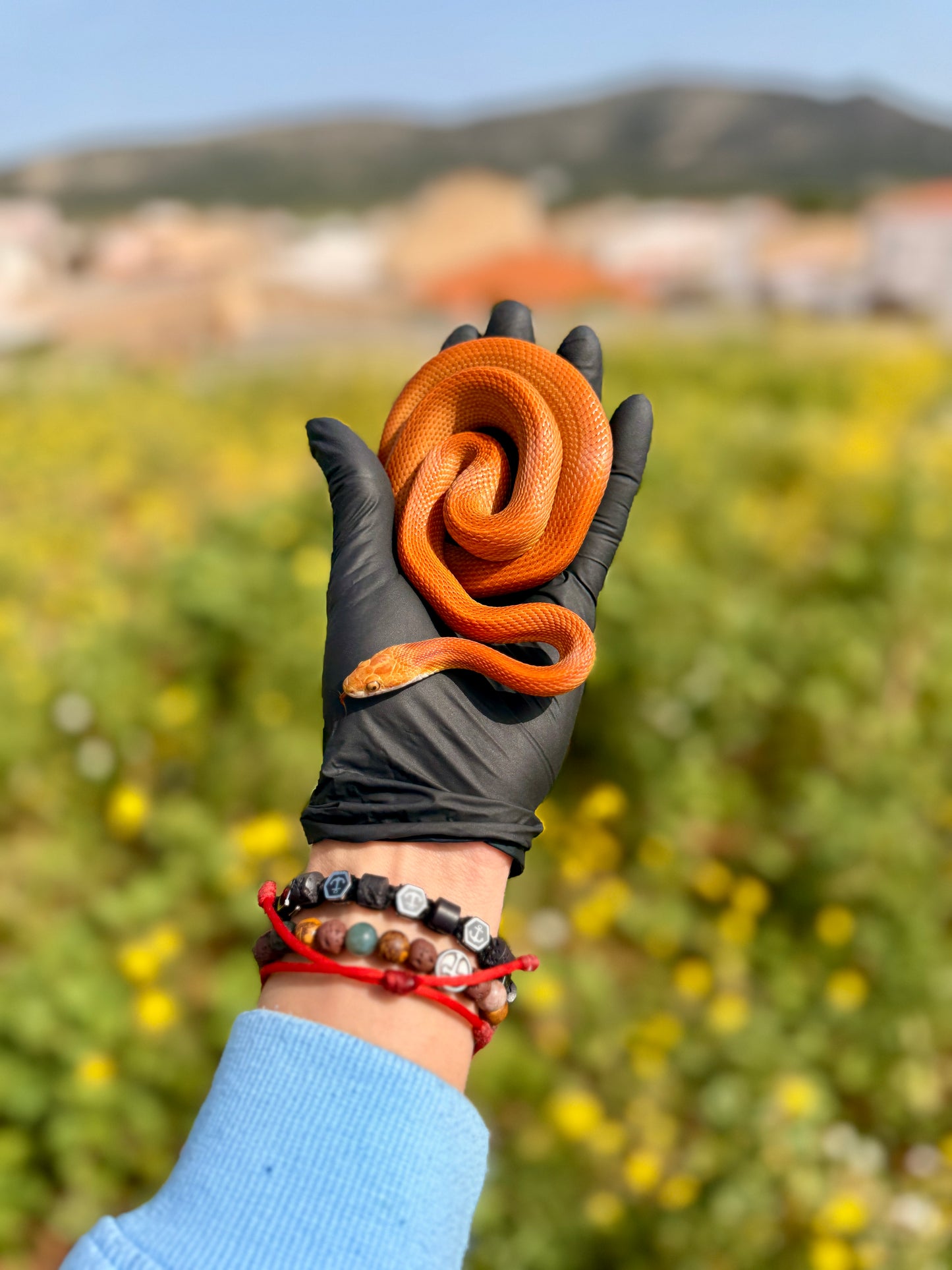Serpiente del Maíz Stripe Tessera | Pantherophis guttatus