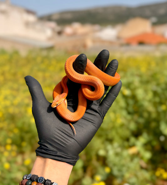 Serpiente del Maíz Stripe Tessera | Pantherophis guttatus