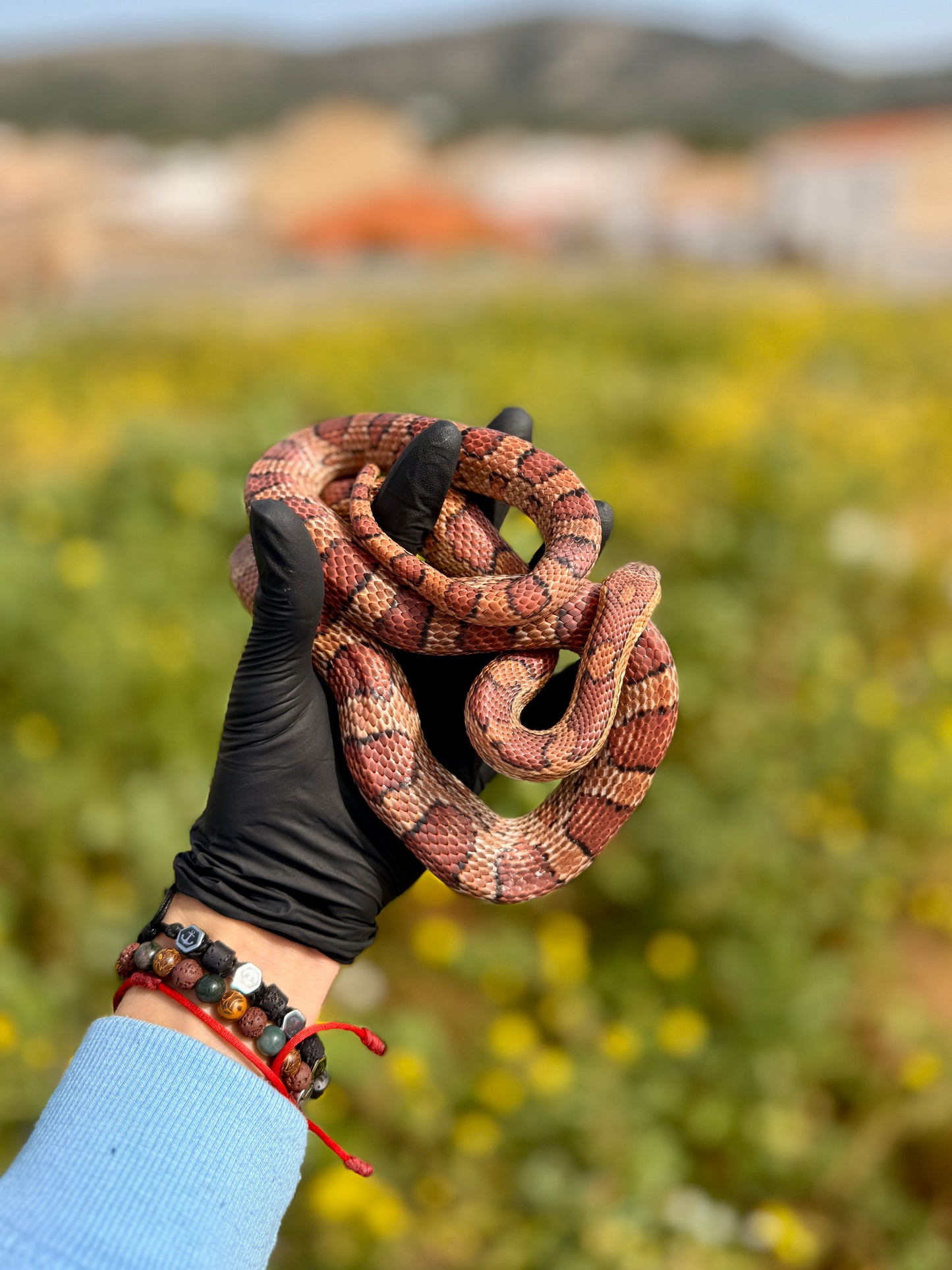 Serpiente del Maíz Okkete | Pantherophis guttatus