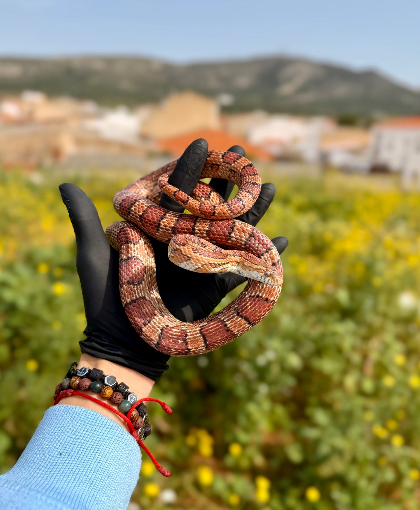 Serpiente del Maíz Okkete | Pantherophis guttatus