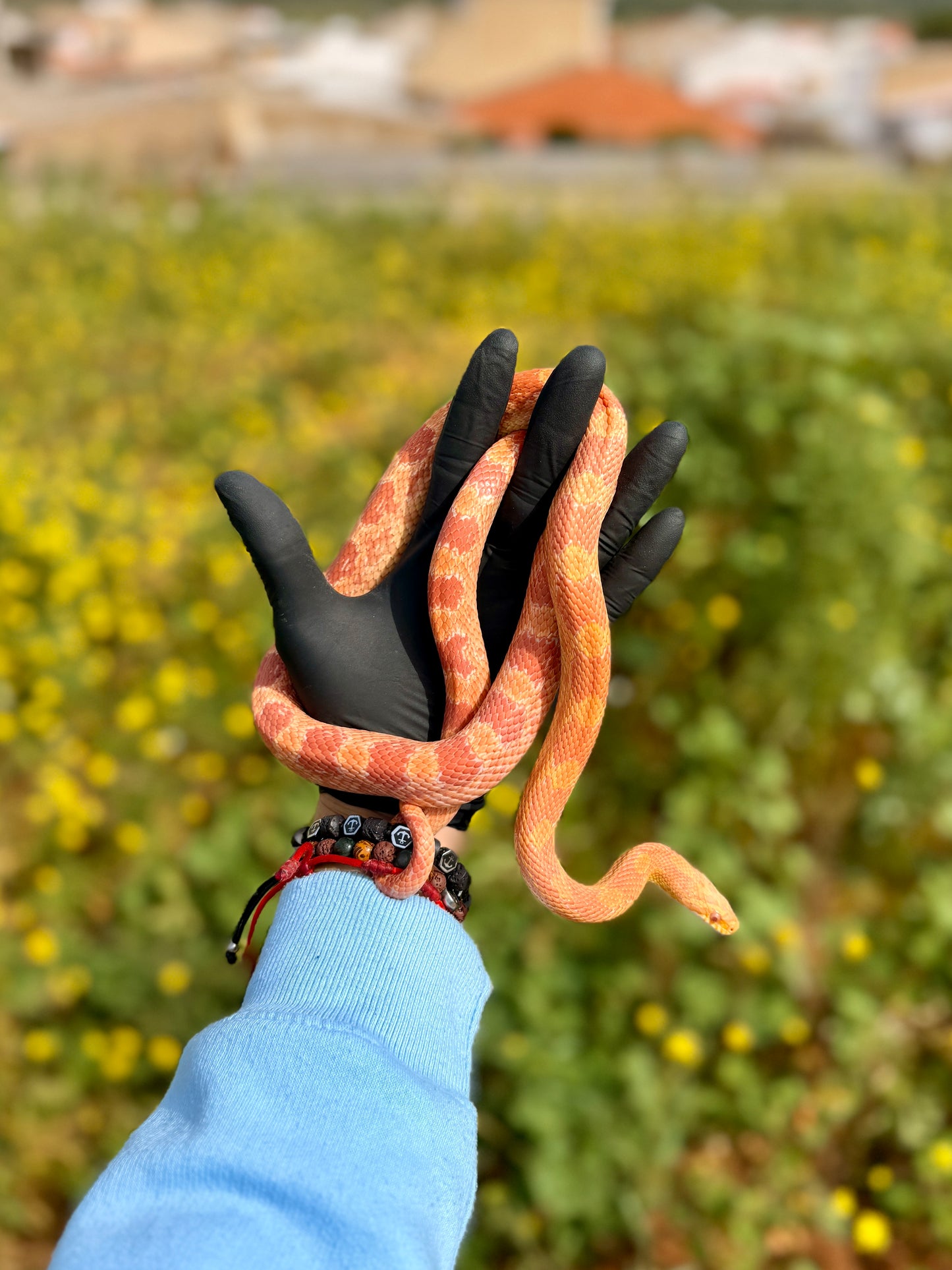 Serpiente del Maíz Creamsicle Motley | Pantherophis guttatus