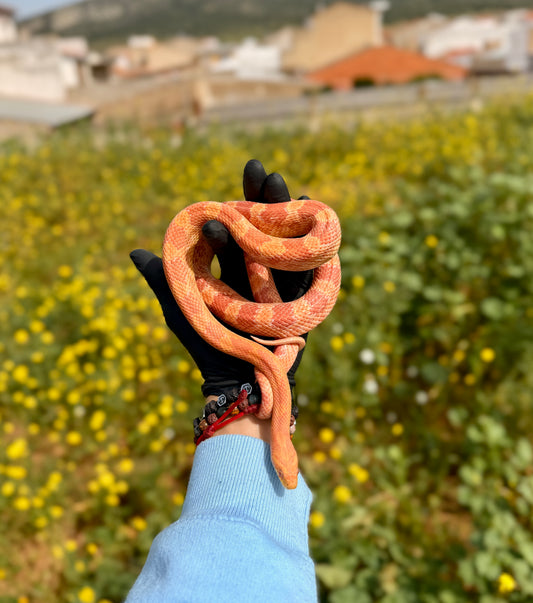 Serpiente del Maíz Creamsicle Motley | Pantherophis guttatus