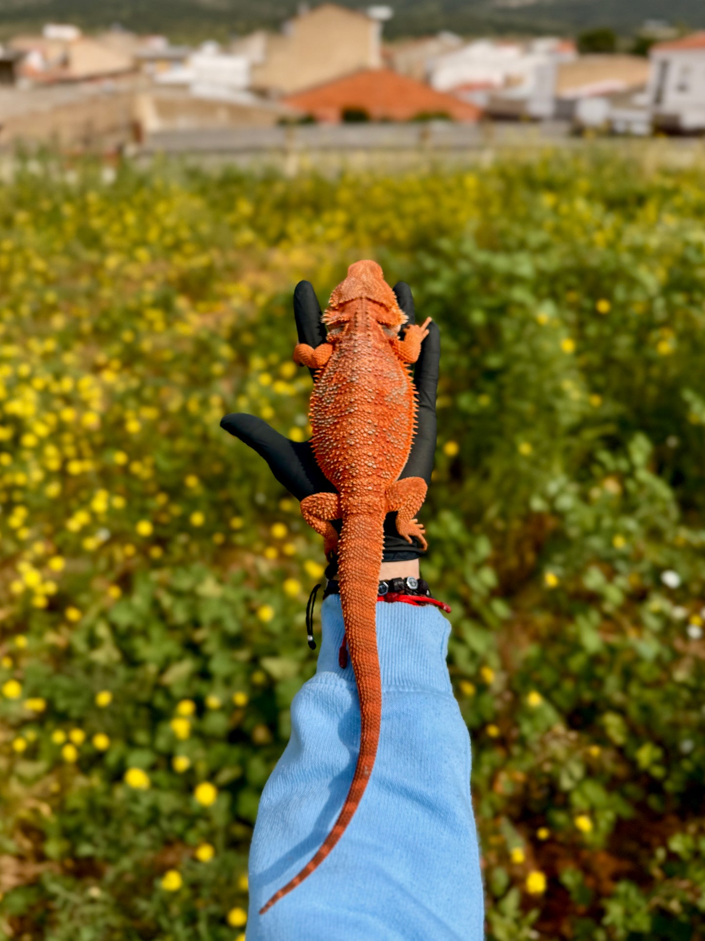 Dragón Barbudo Red Factor macho | Pogona vitticeps