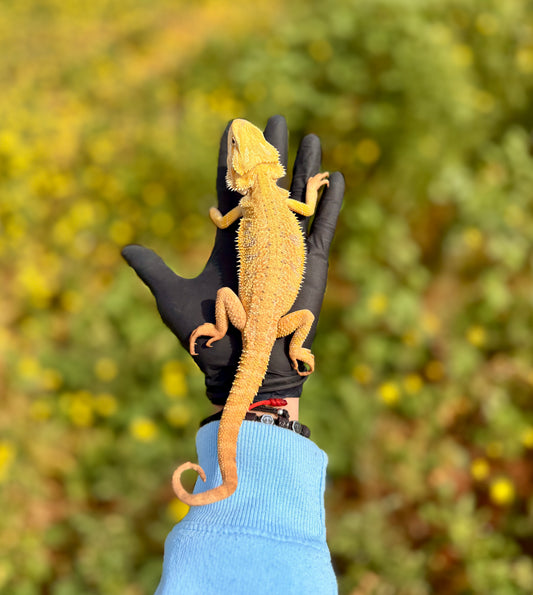 Dragón Barbudo Citrus hembra | Pogona vitticeps