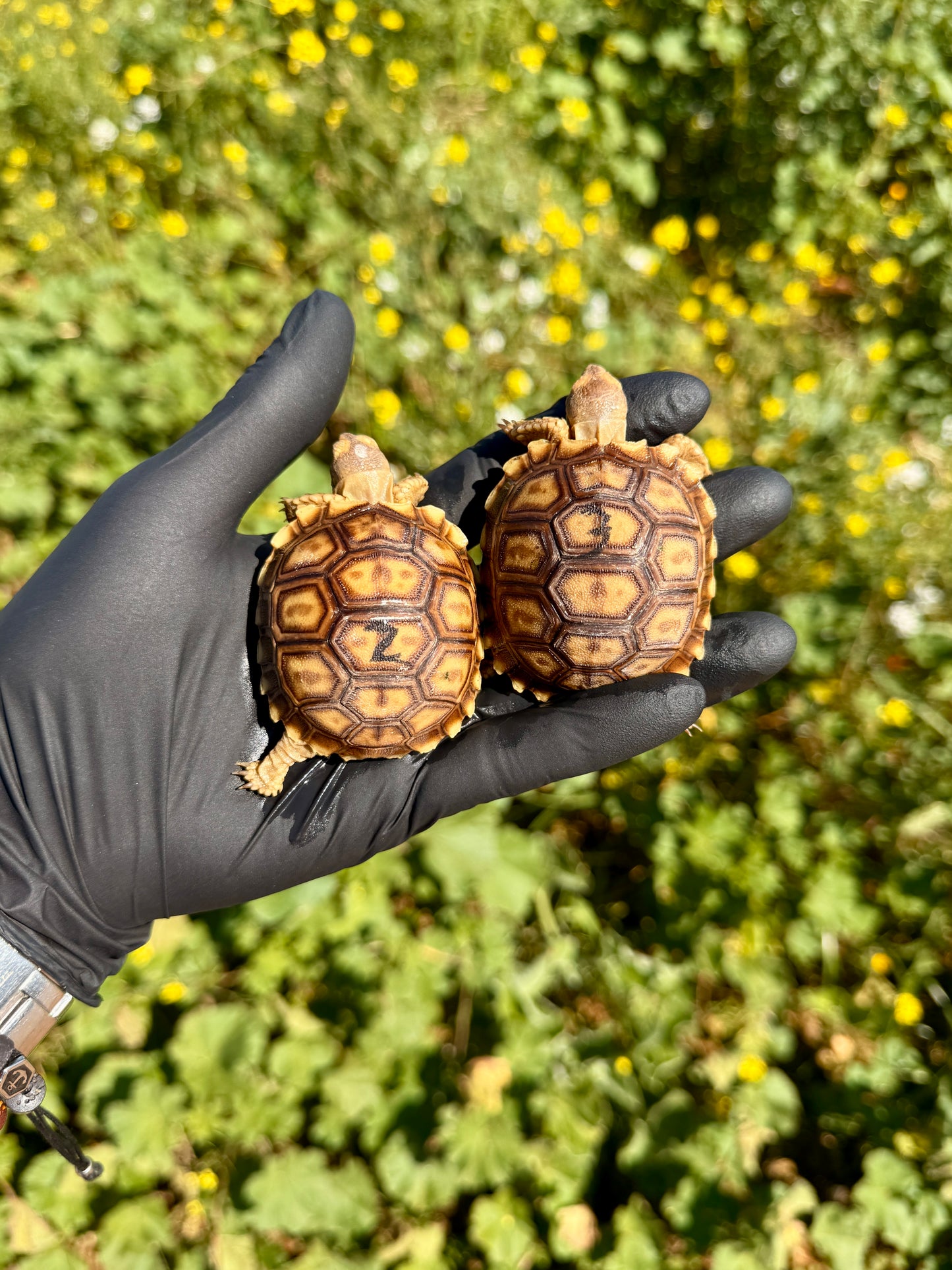 Tortuga Sulcata | Centrochelys sulcata