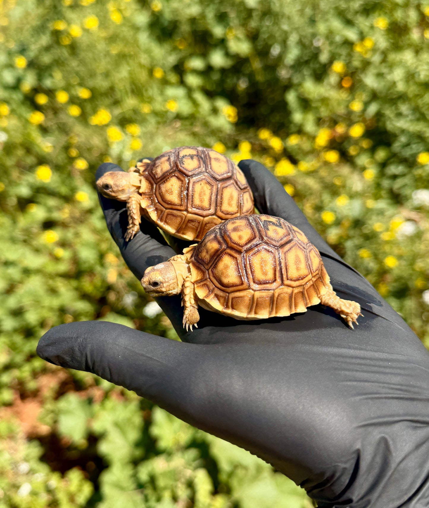 Tortuga Sulcata | Centrochelys sulcata