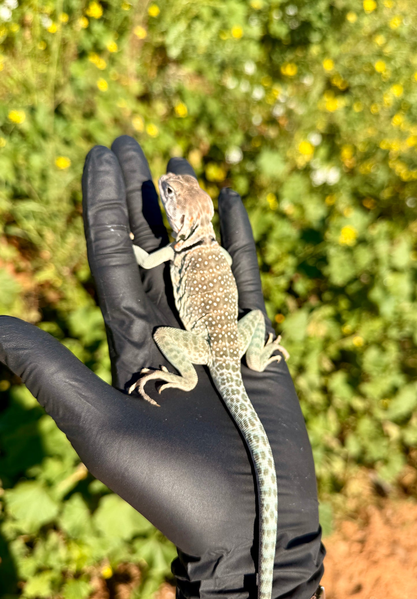 Lagarto Collar | Crotaphytus collaris